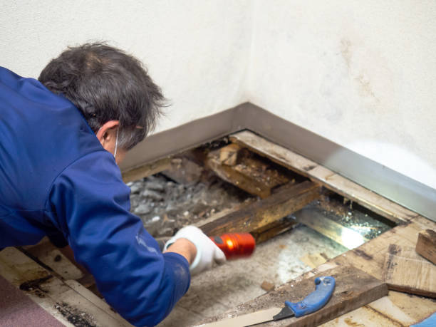 Best Residential Mold Removal  in Waynesboro, GA