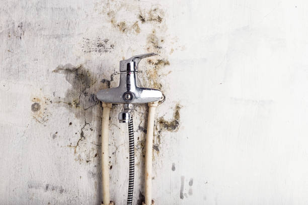 Best Residential Mold Removal  in Waynesboro, GA