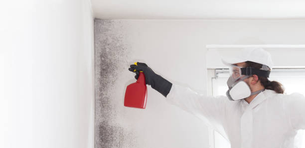 Best Mold Damage Repair  in Waynesboro, GA