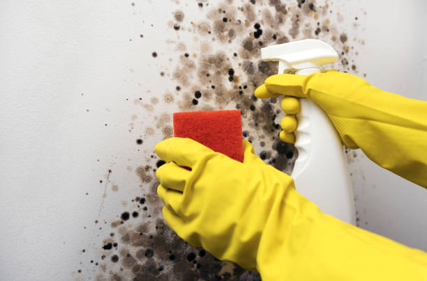 Best Mold Testing and Removal  in Waynesboro, GA