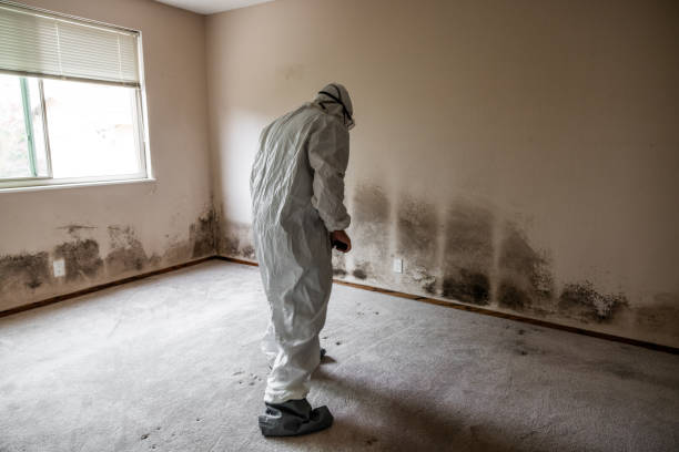 Best Black Mold Removal  in Waynesboro, GA